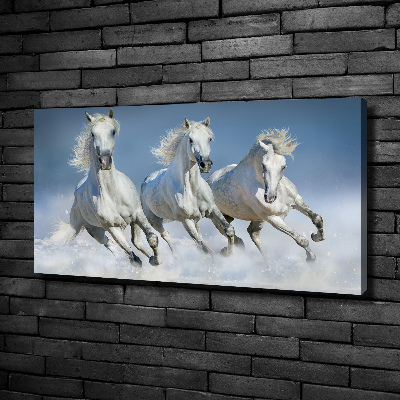 Tableau photo sur toile Chevaux de marche