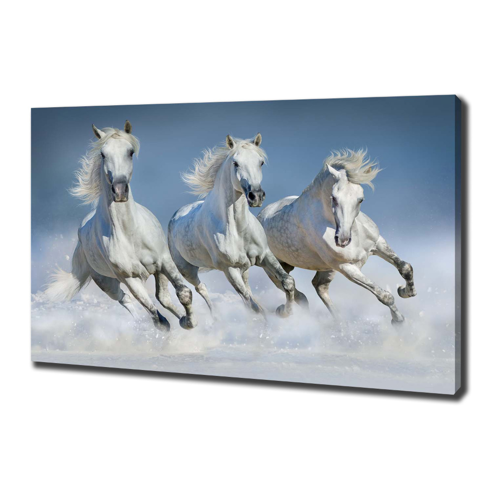 Tableau photo sur toile Chevaux de marche