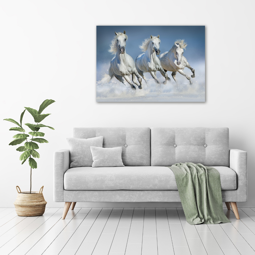 Tableau photo sur toile Chevaux de marche