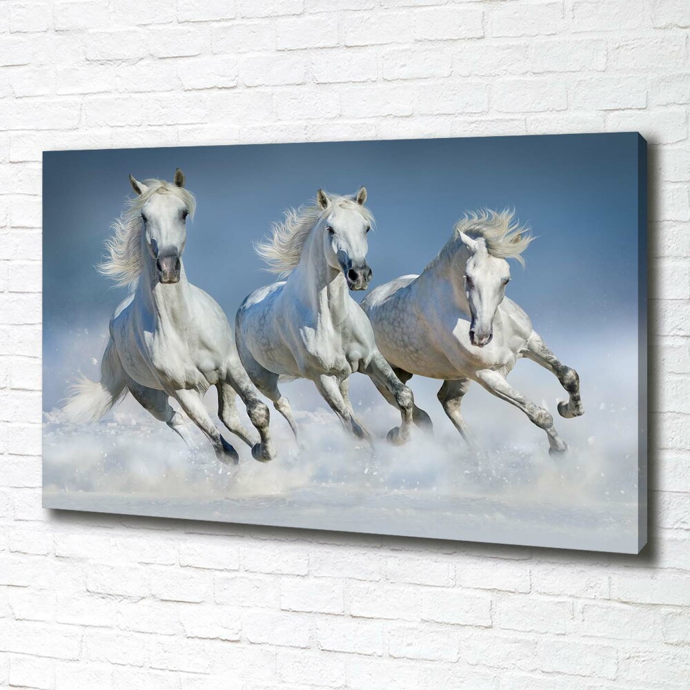 Tableau photo sur toile Chevaux de marche