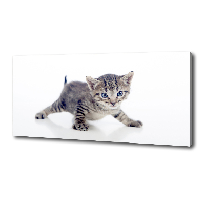 Tableau sur toile Petit chat