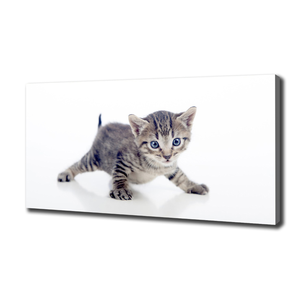 Tableau sur toile Petit chat