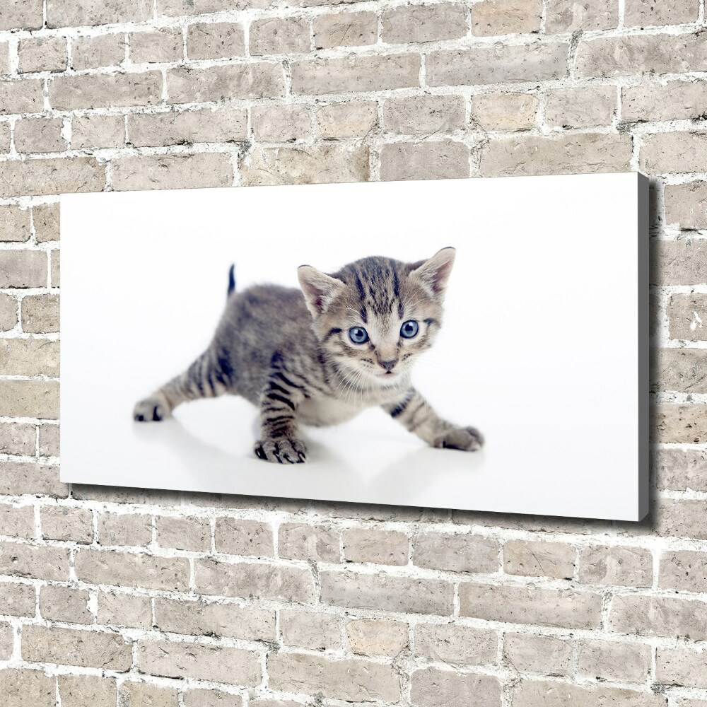 Tableau sur toile Petit chat