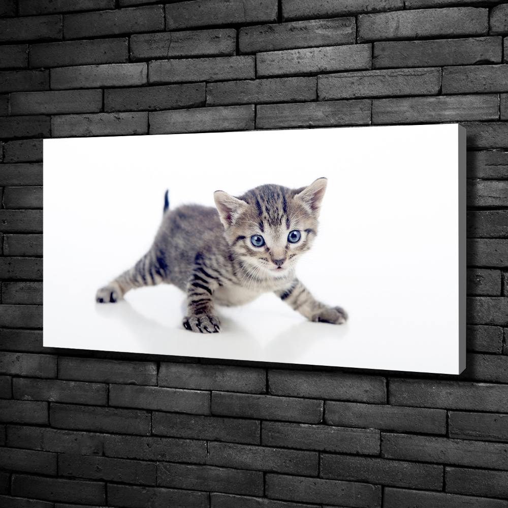 Tableau sur toile Petit chat