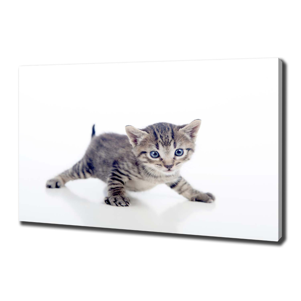 Tableau sur toile Petit chat