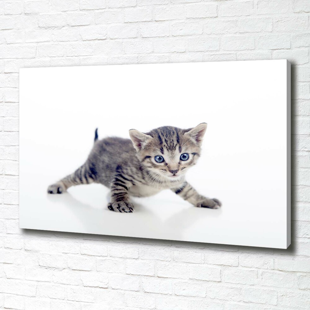 Tableau sur toile Petit chat