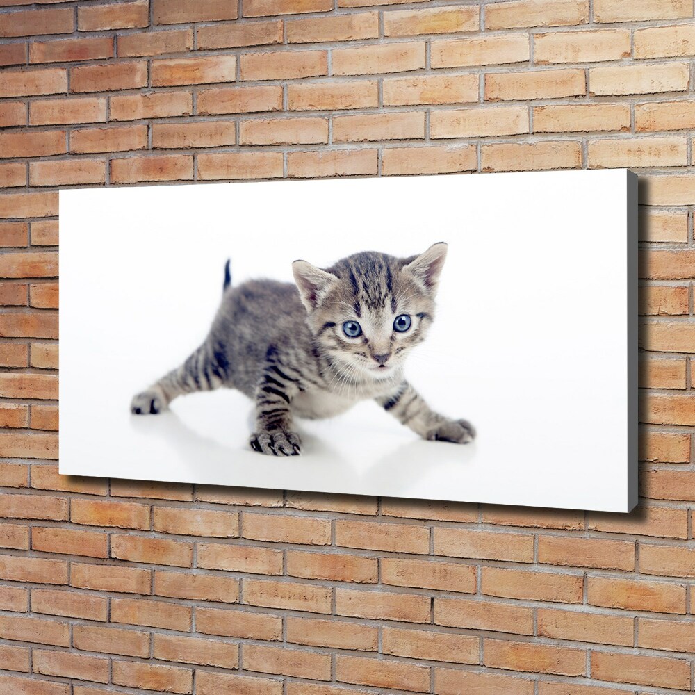 Tableau sur toile Petit chat