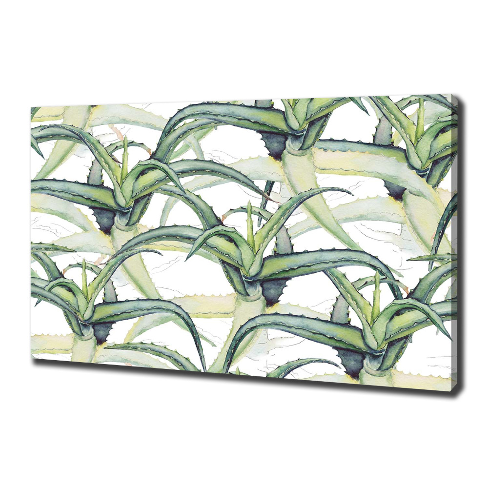 Tableau photo sur toile Aloe vera