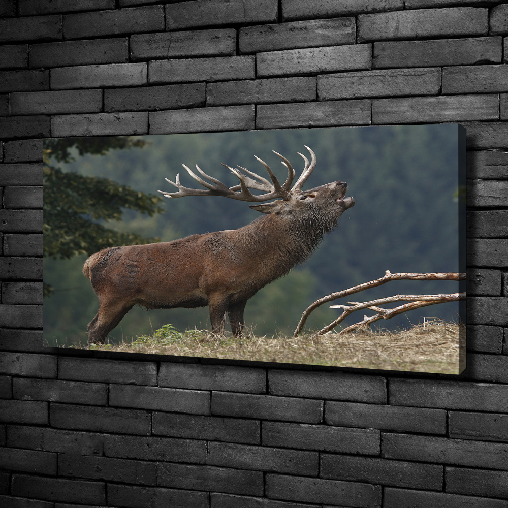 Tableau mural sur toile Cerf sur une colline