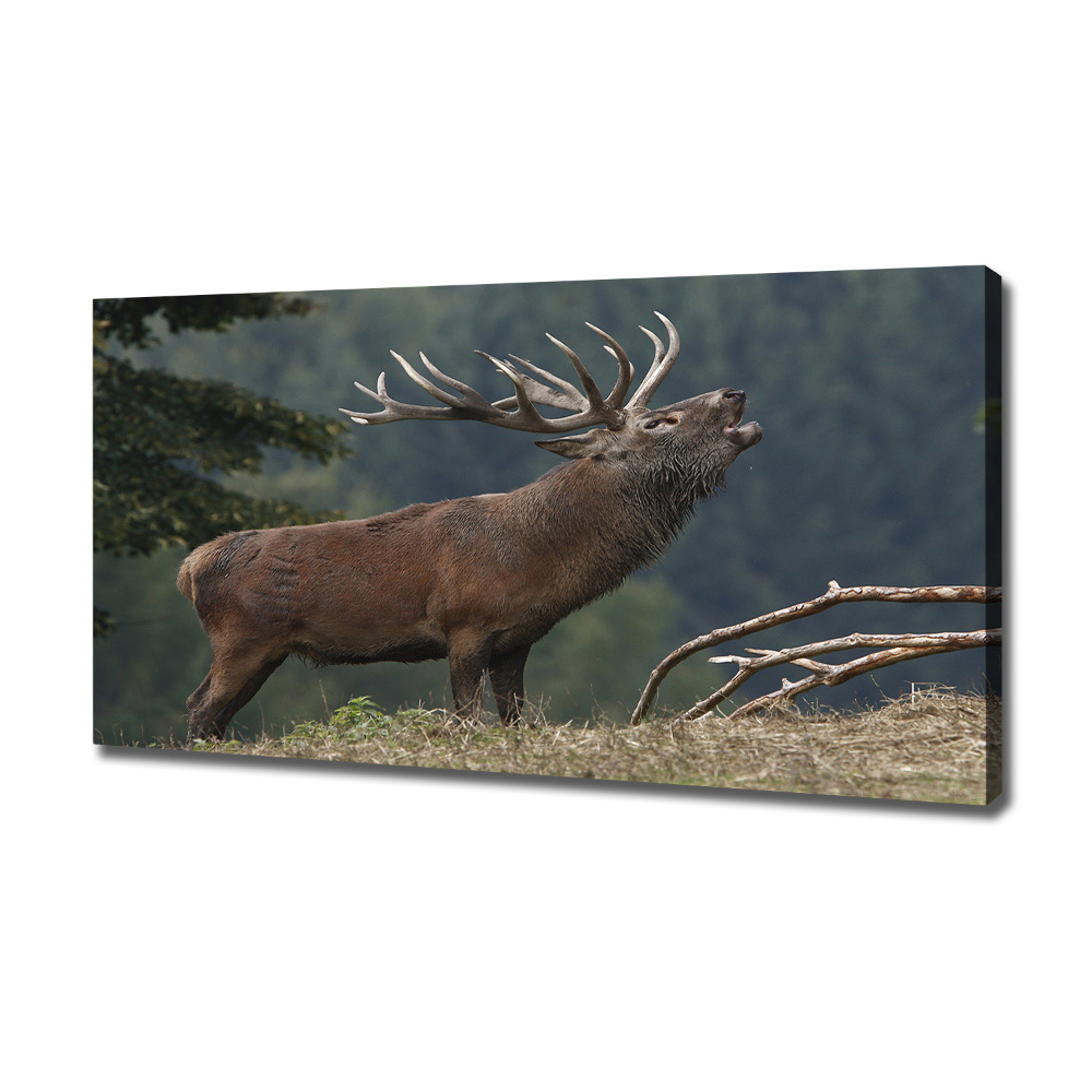 Tableau mural sur toile Cerf sur une colline