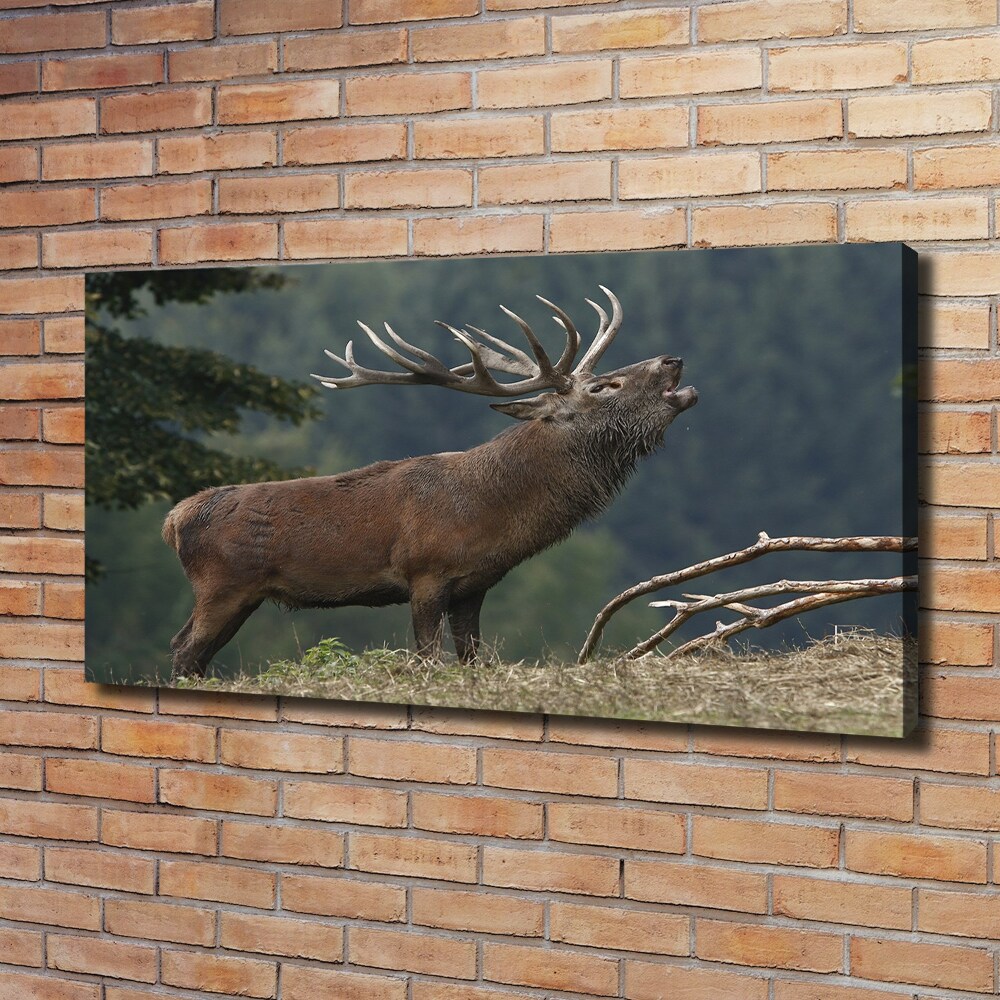 Tableau mural sur toile Cerf sur une colline