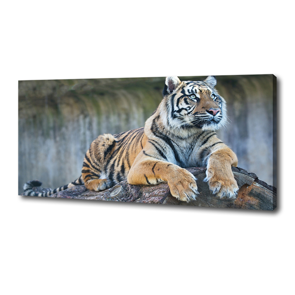 Tableau sur toile Tigre