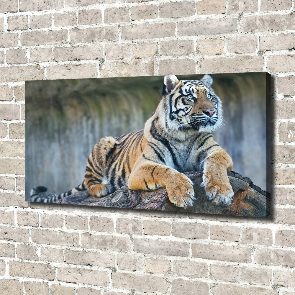 Tableau sur toile Tigre