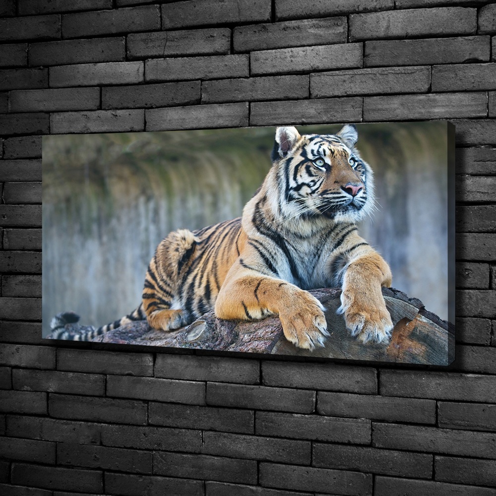 Tableau sur toile Tigre