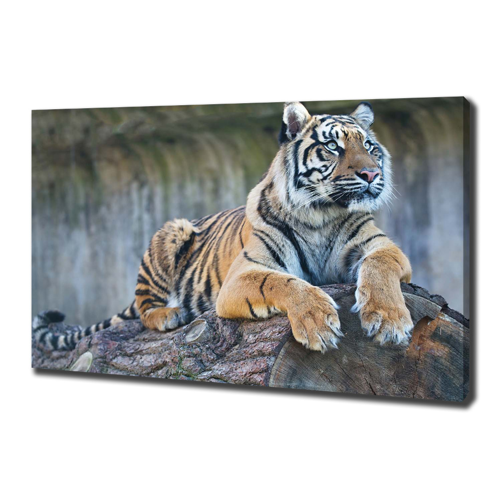 Tableau sur toile Tigre