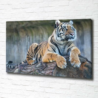 Tableau sur toile Tigre