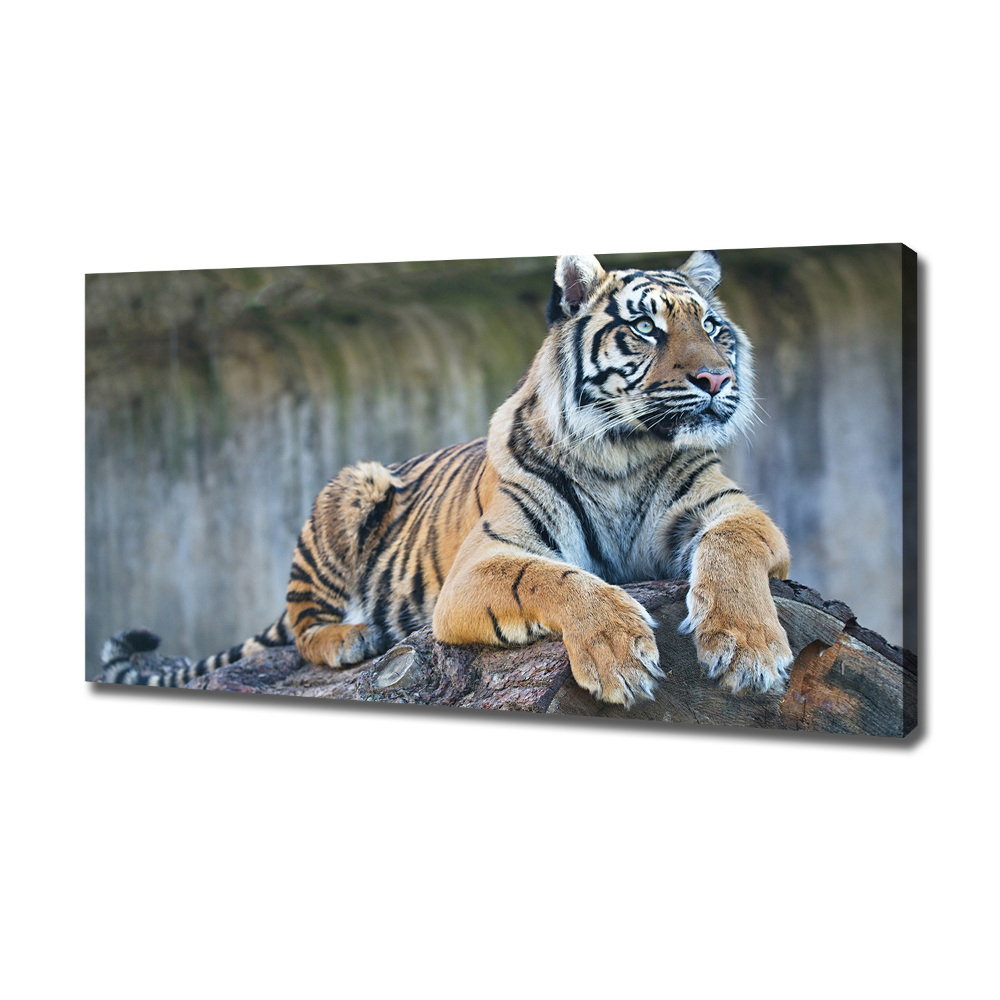 Tableau sur toile Tigre