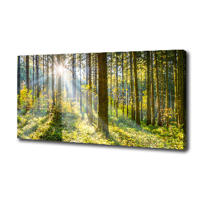 Tableau imprimé sur toile Forêt au soleil