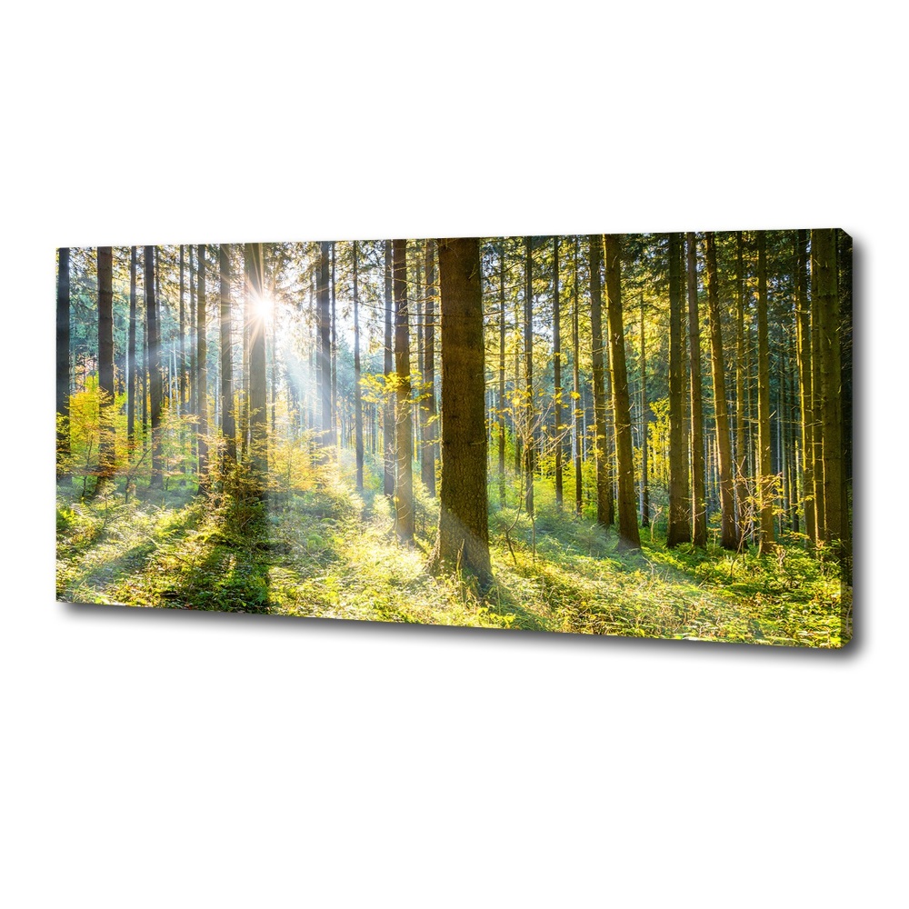 Tableau imprimé sur toile Forêt au soleil