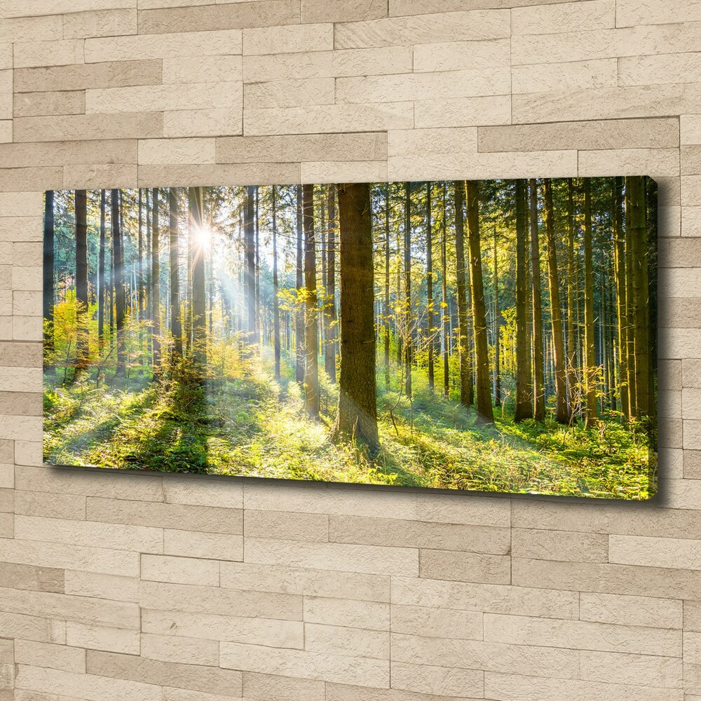 Tableau imprimé sur toile Forêt au soleil