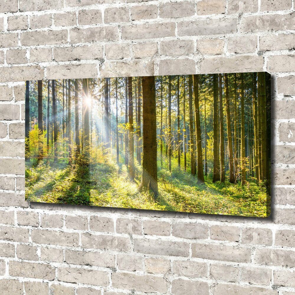 Tableau imprimé sur toile Forêt au soleil