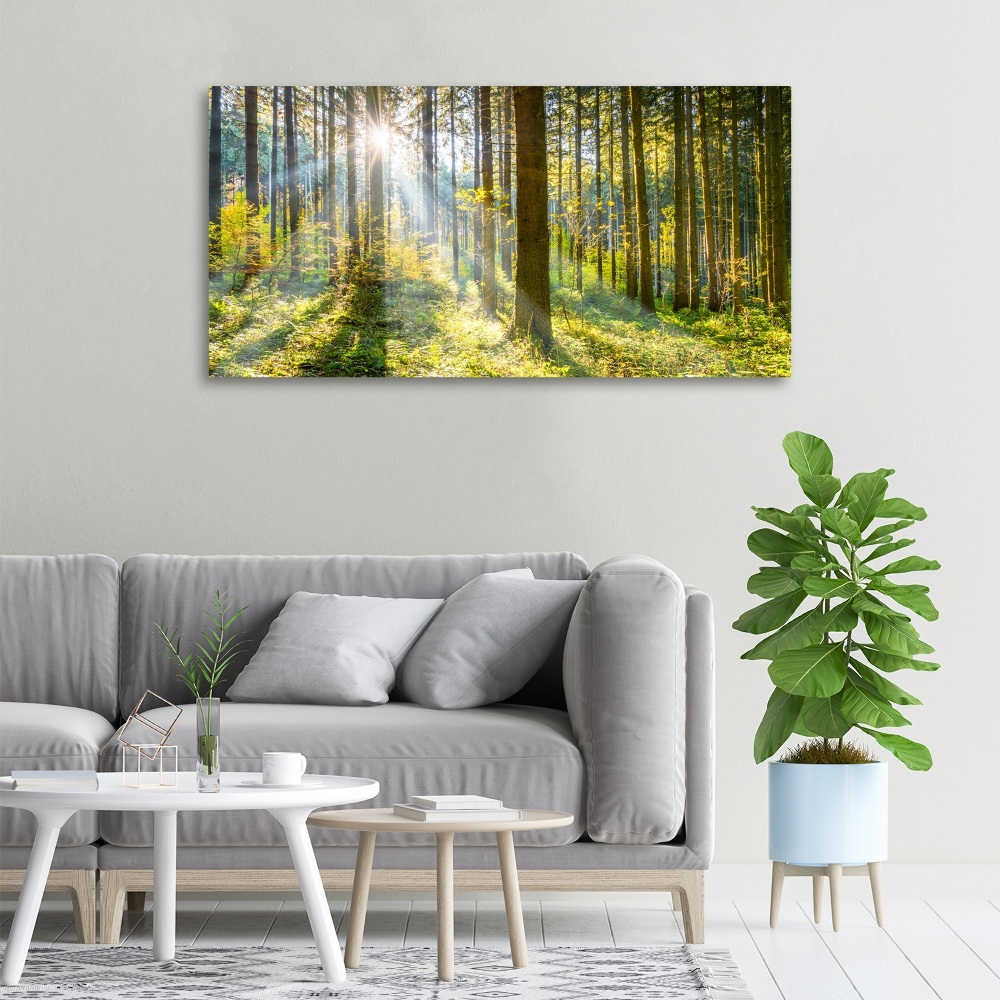 Tableau imprimé sur toile Forêt au soleil