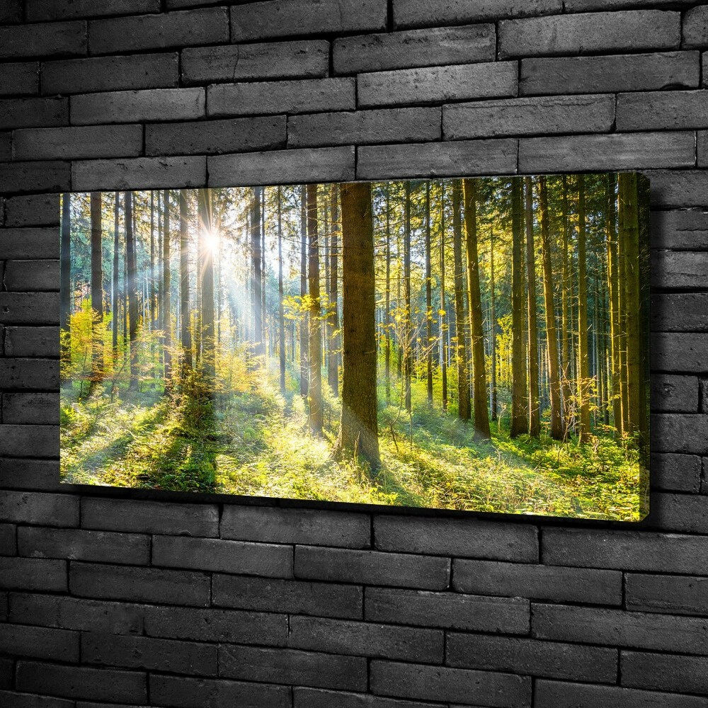 Tableau imprimé sur toile Forêt au soleil