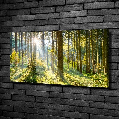 Tableau imprimé sur toile Forêt au soleil