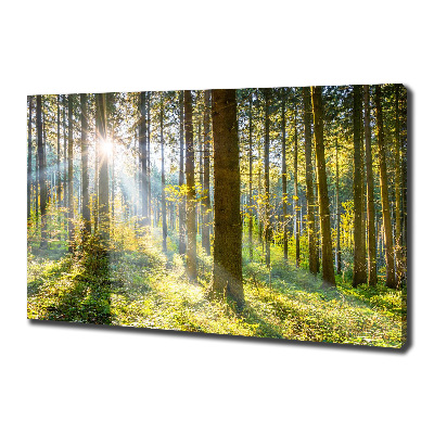 Tableau imprimé sur toile Forêt au soleil