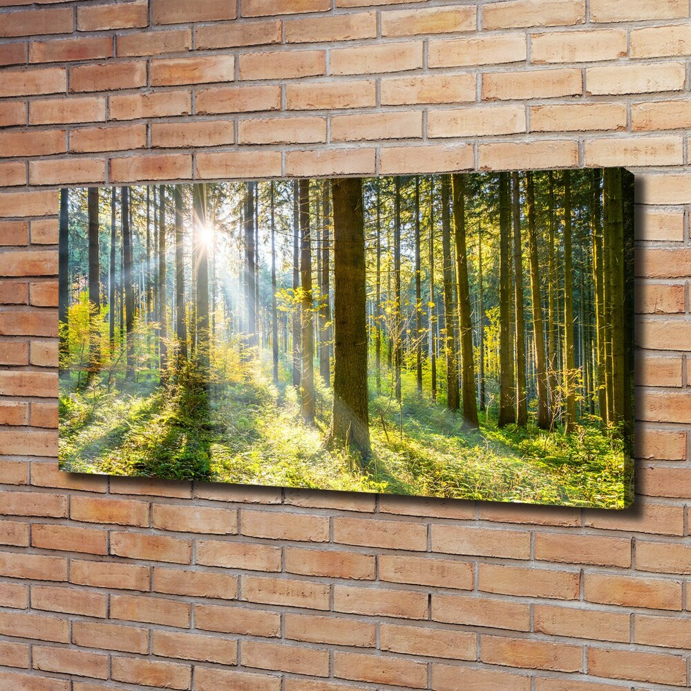 Tableau imprimé sur toile Forêt au soleil