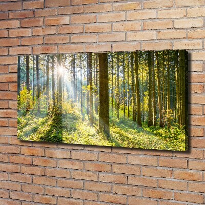 Tableau imprimé sur toile Forêt au soleil