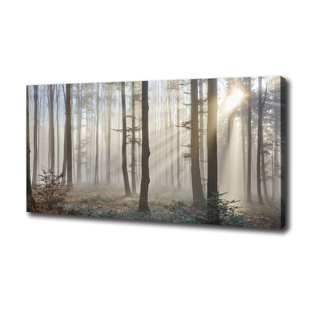 Tableau toile imprimée Le brouillard dans la forêt