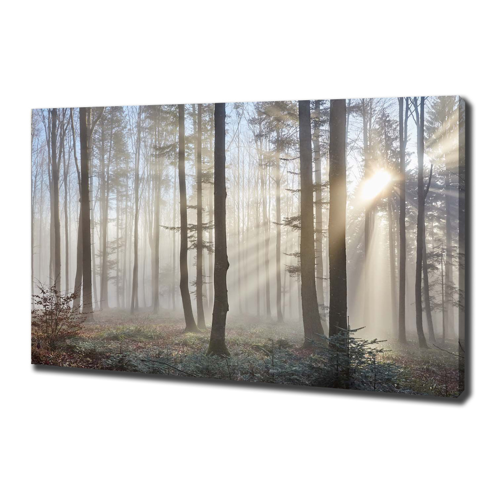 Tableau toile imprimée Le brouillard dans la forêt