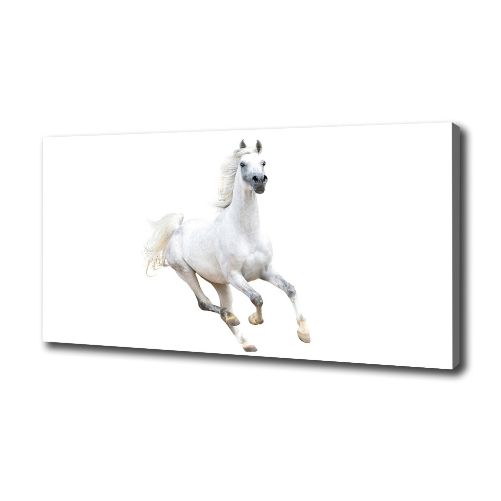 Tableau sur toile Cheval arabe blanc