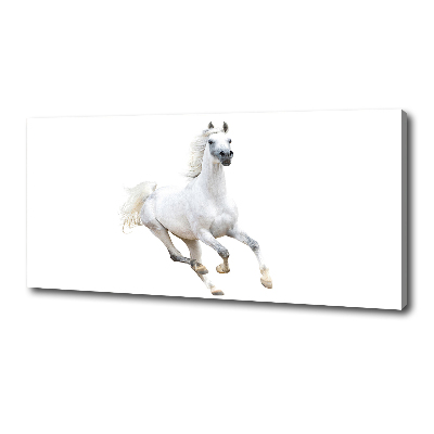 Tableau sur toile Cheval arabe blanc