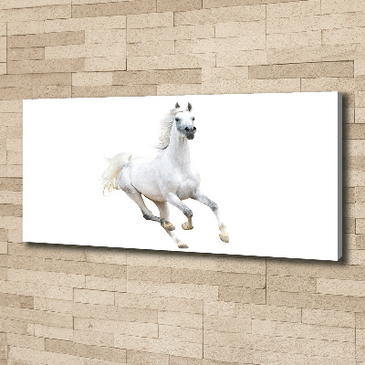 Tableau sur toile Cheval arabe blanc