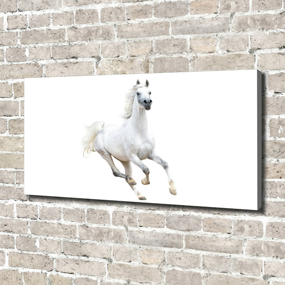 Tableau sur toile Cheval arabe blanc