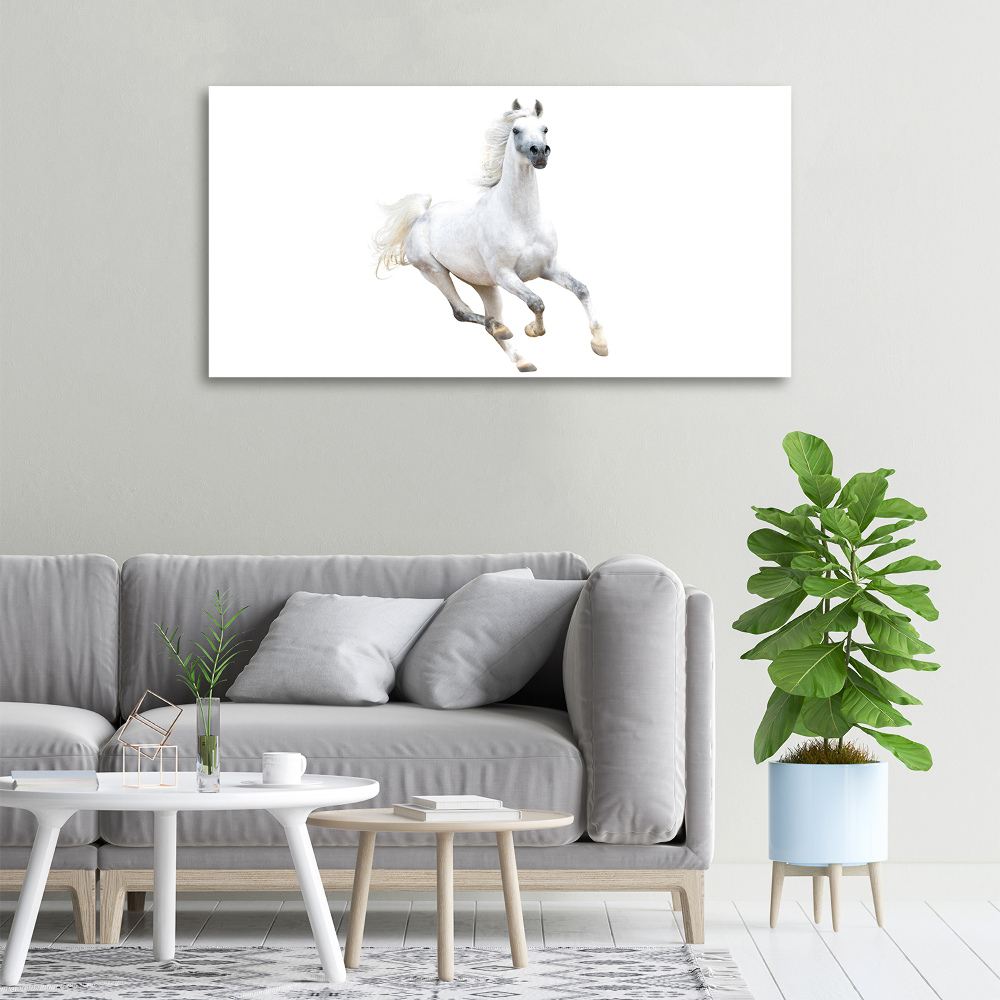 Tableau sur toile Cheval arabe blanc