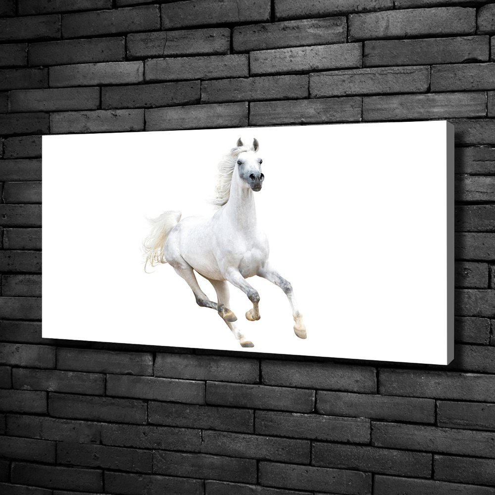 Tableau sur toile Cheval arabe blanc