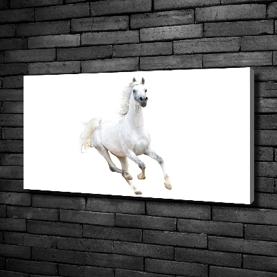 Tableau sur toile Cheval arabe blanc