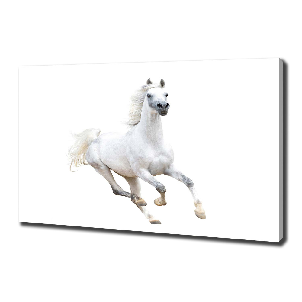 Tableau sur toile Cheval arabe blanc