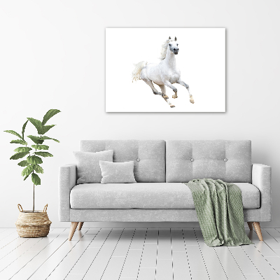 Tableau sur toile Cheval arabe blanc