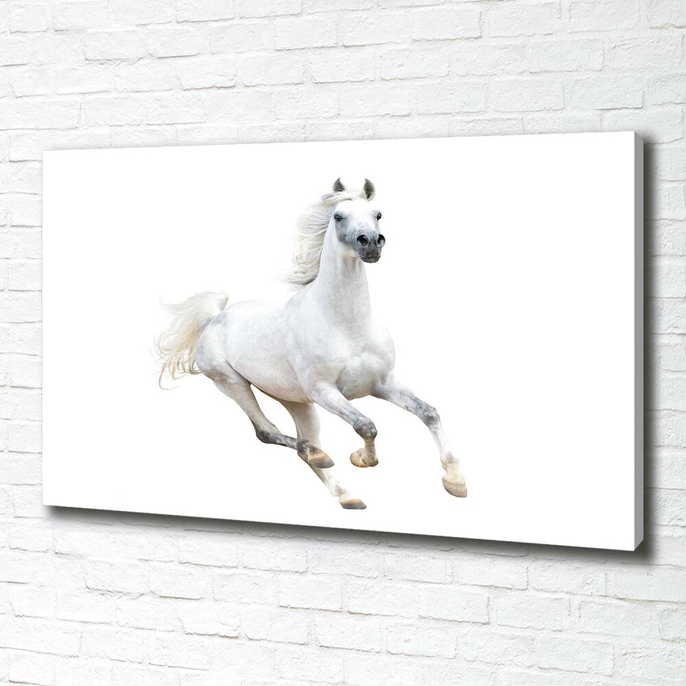 Tableau sur toile Cheval arabe blanc