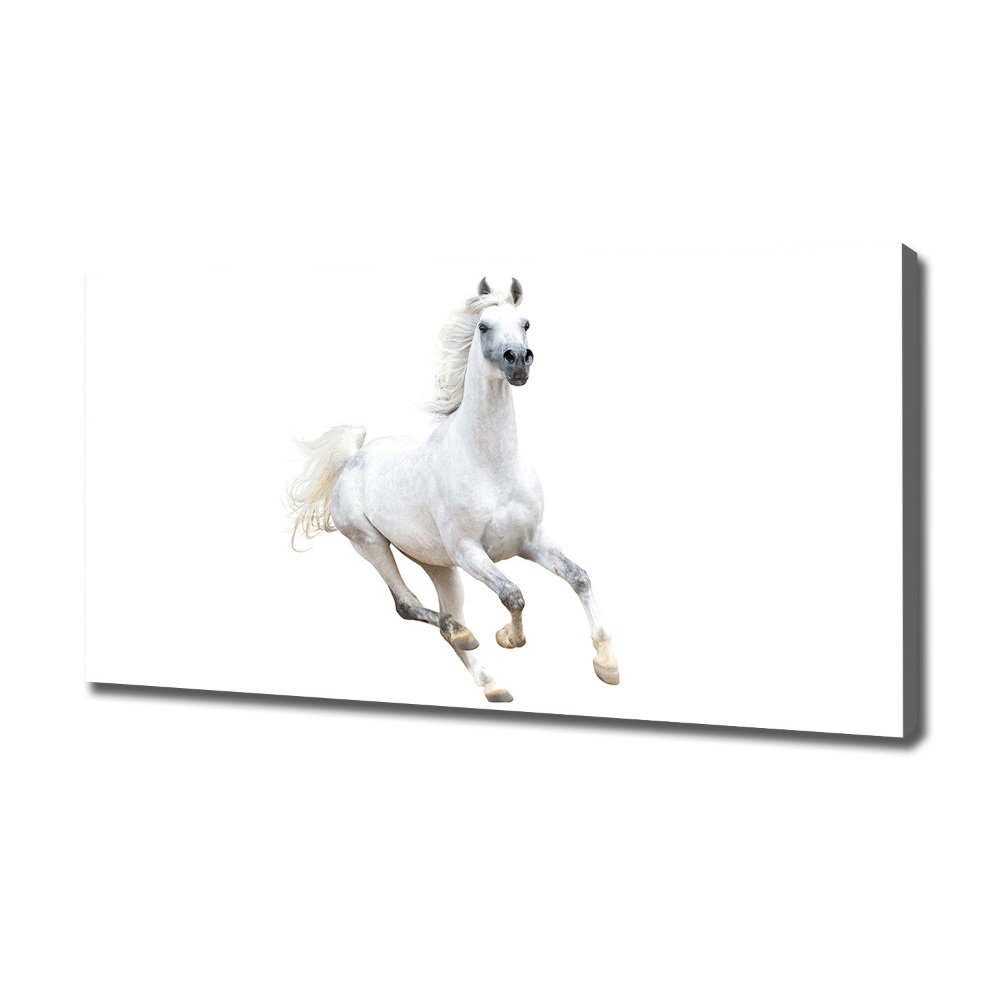 Tableau sur toile Cheval arabe blanc