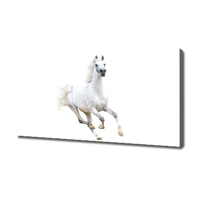 Tableau sur toile Cheval arabe blanc