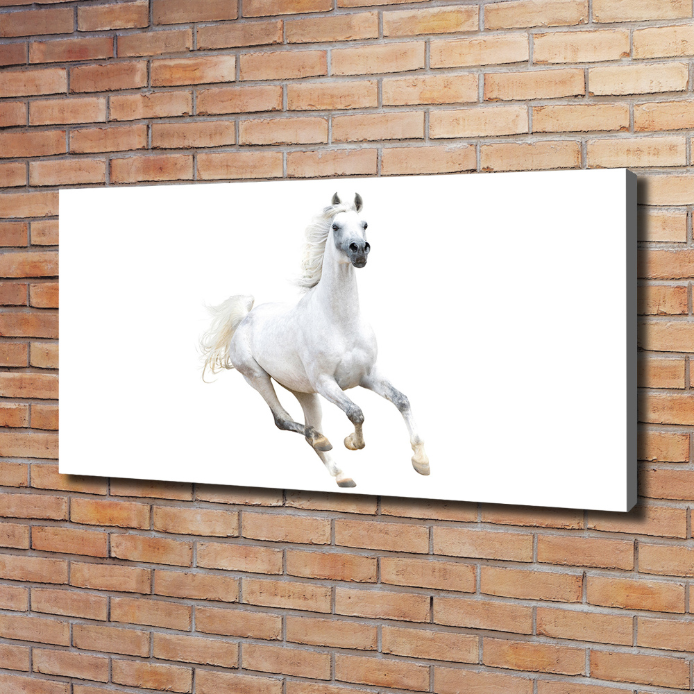 Tableau sur toile Cheval arabe blanc