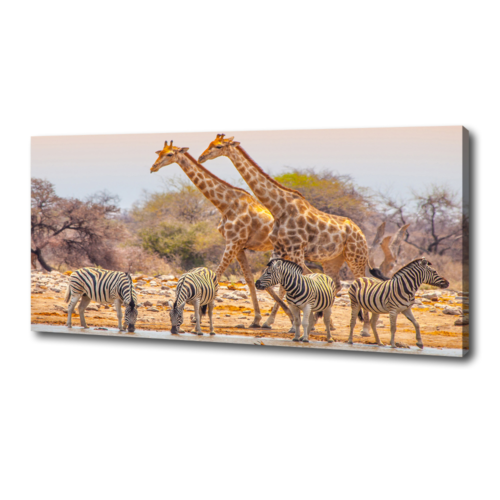 Tableau mural sur toile Girafes et zèbres