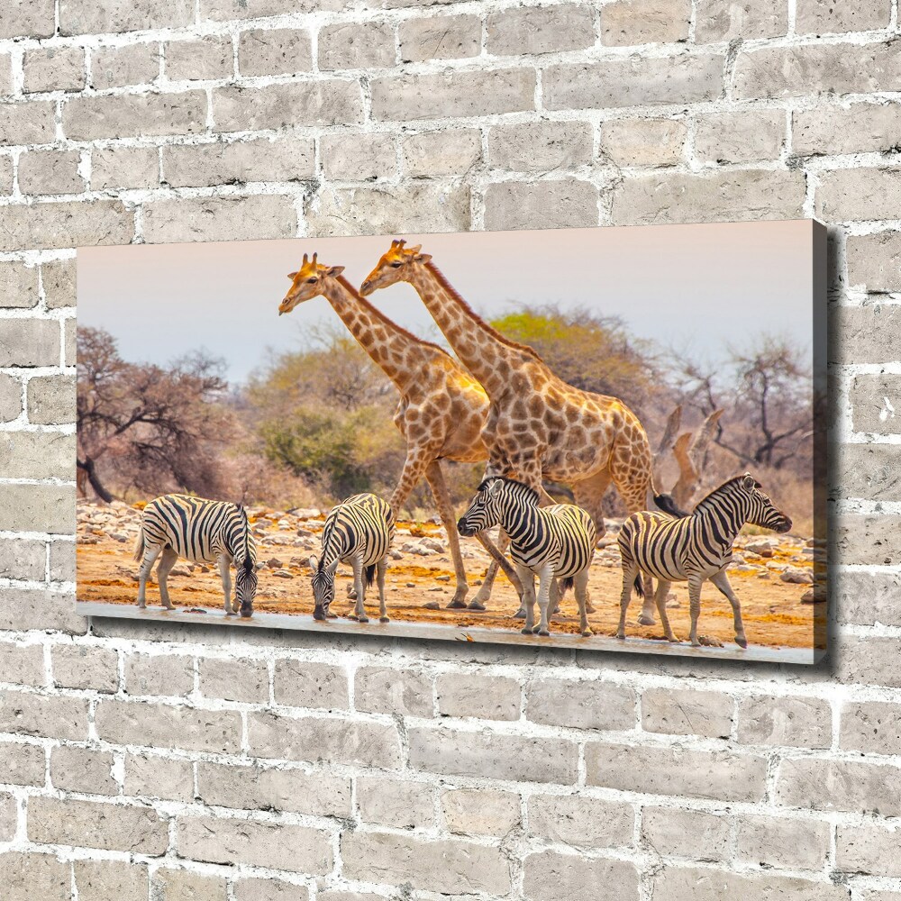 Tableau mural sur toile Girafes et zèbres