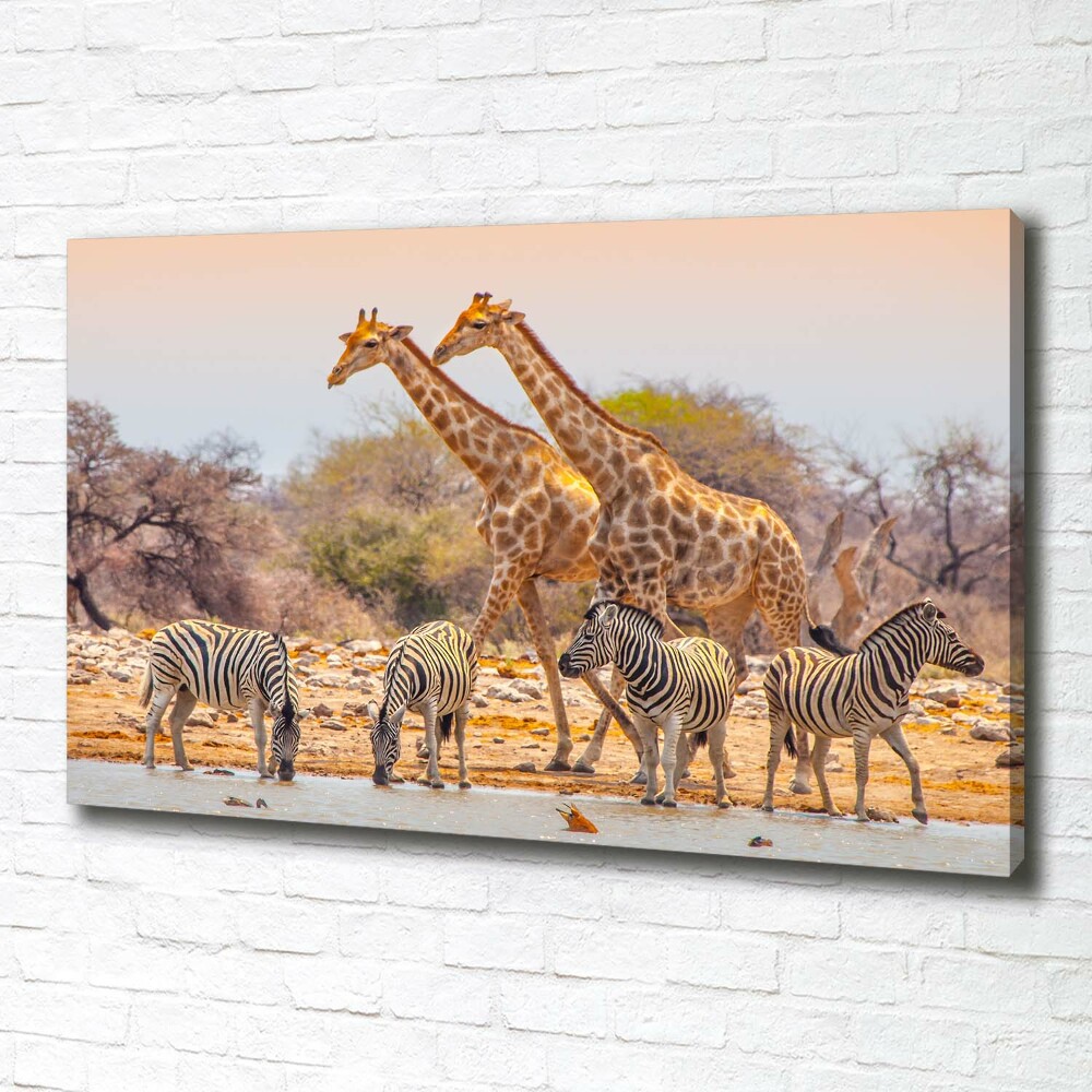 Tableau mural sur toile Girafes et zèbres