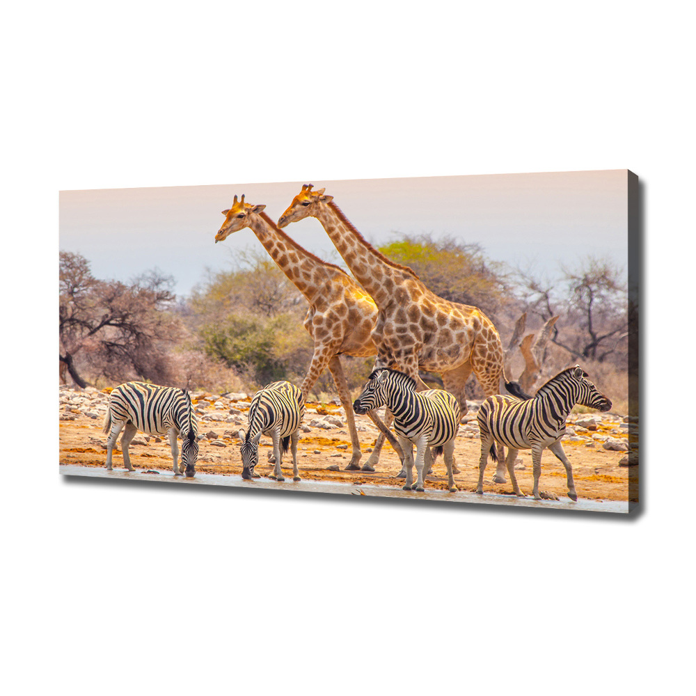 Tableau mural sur toile Girafes et zèbres